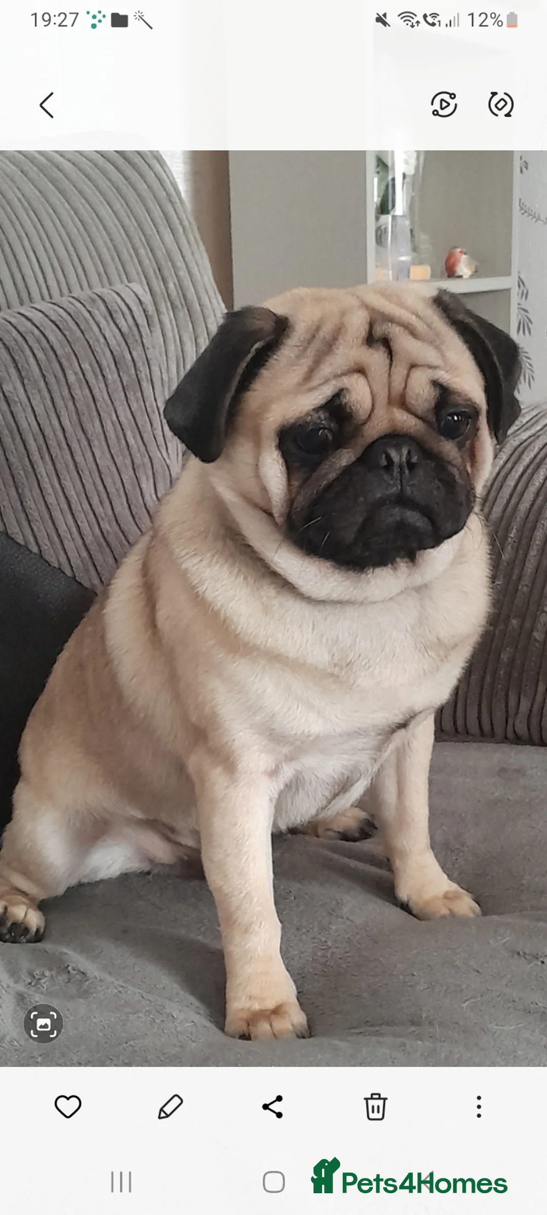 Pug dogs for stud:  Kc reg Stud dog in Waltham Cross - Advert 4