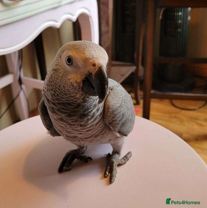 Parrots birds Intelligent Hearts, Lifelong Companions - Advert 1
