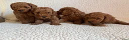 Cockapoo dogs for sale: F1b cockapoo puppies - DNA health test clear  - Advert 4