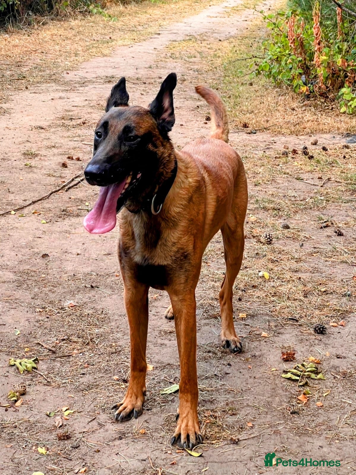 Belgian Shepherd Dog dogs NASDU2 KC Malinois Import for Stud - Advert 12