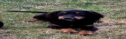 Cocker Spaniel dogs for sale: Beautiful working cocker spaniel puppies in Wickford - Advert 6