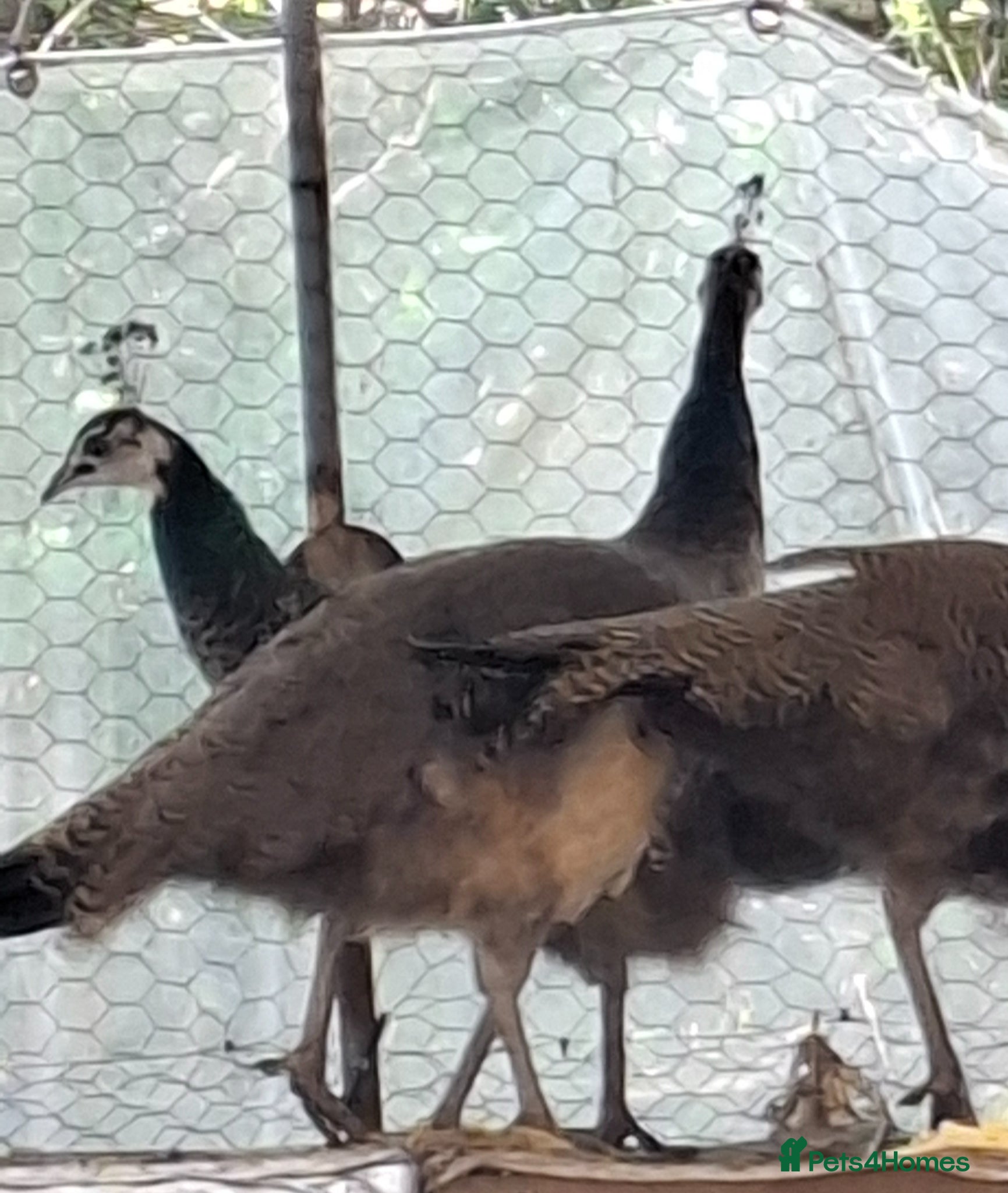 Peafowl poultry 3 Peacocks Free to good home  - Advert 2