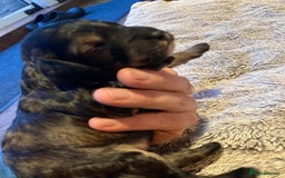 Cockapoo dogs for sale: Stunning Litter of Phantom F1 Cockapoo Puppies - Image 18