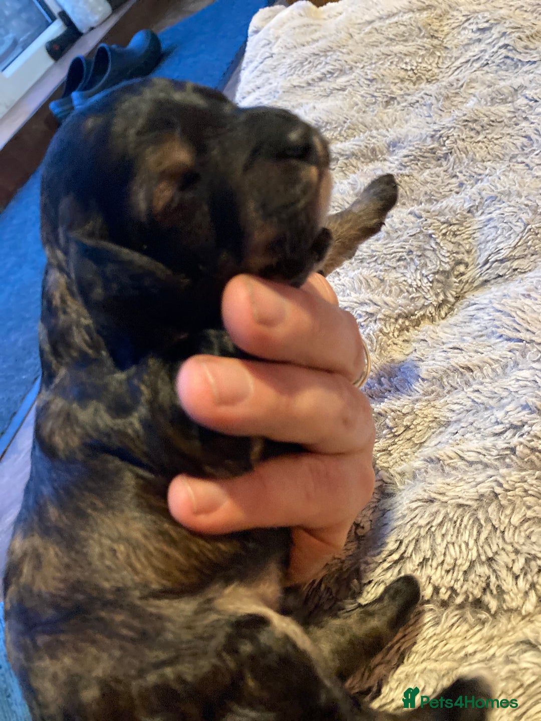Cockapoo dogs for sale: Stunning Litter of Phantom F1 Cockapoo Puppies - Image 18