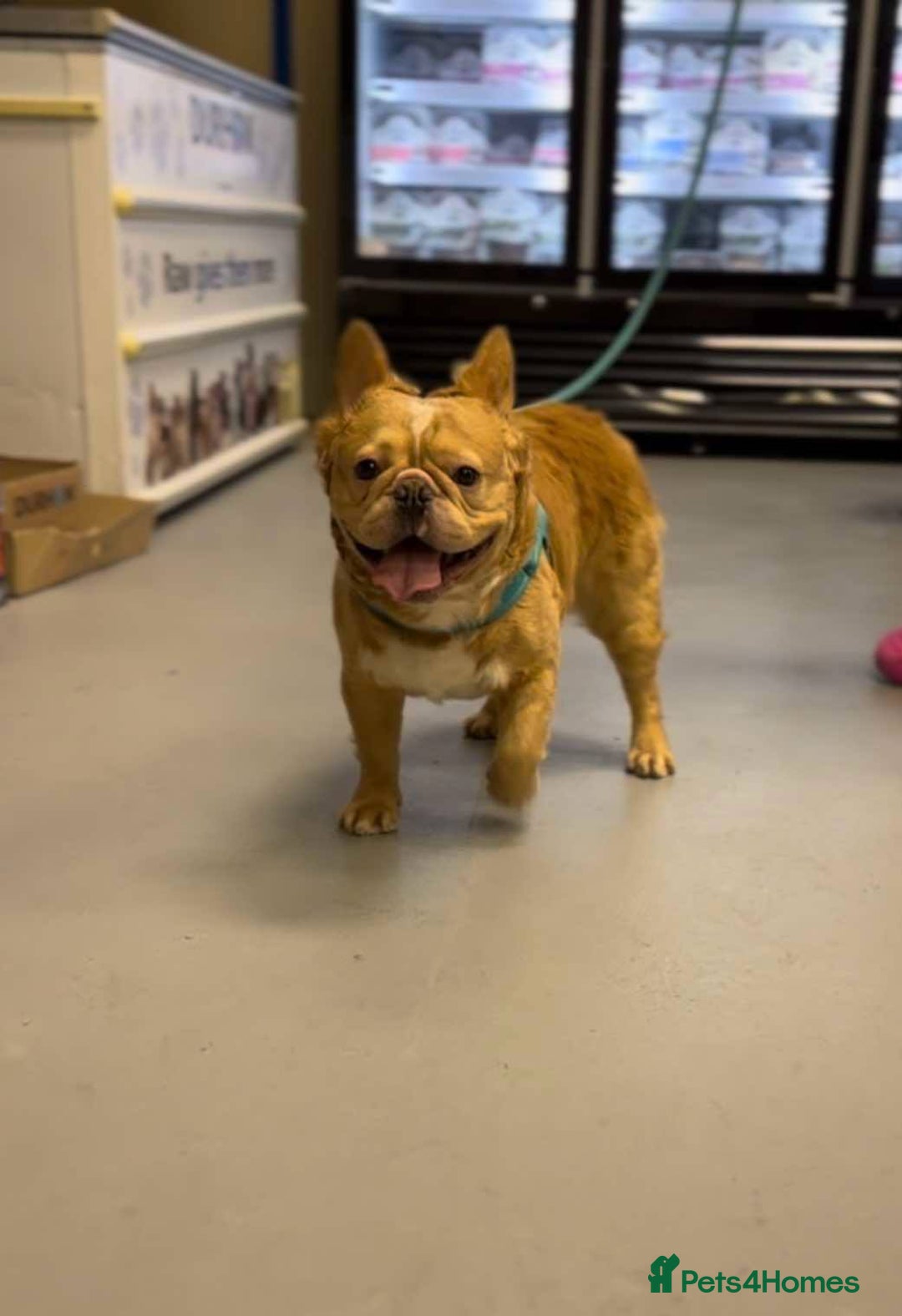 French Bulldog dogs for sale: Fluffy french bulldogs +c2  - Image 8