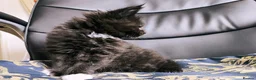Maine Coon cats for sale: TICA registered DNA health tested maine coon boys - Advert 19