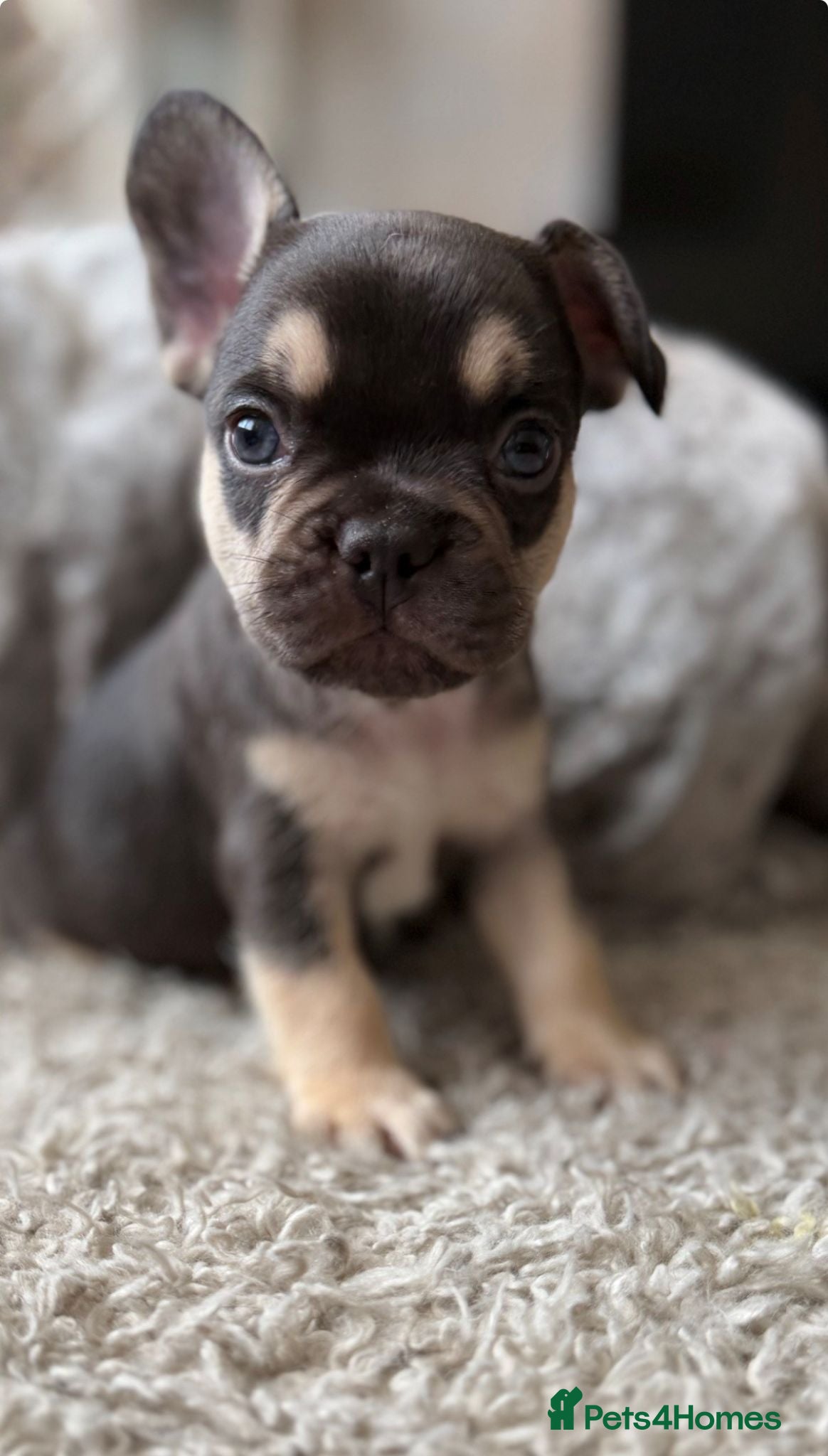 French Bulldog dogs 🔥Only 4 Left! | 6 Week KC Reg French Bulldog Pups - Advert 5