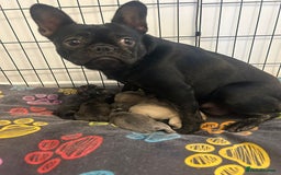 French Bulldog dogs for sale: Gorgeous French bull dog puppies for sale  - Image 1