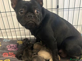French Bulldog dogs Gorgeous French bull dog puppies for sale - Advert 2