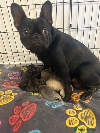 French Bulldog dogs - Advert 3