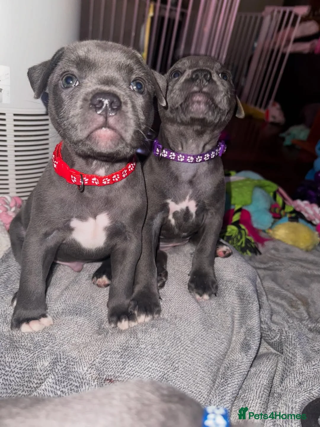 Staffordshire Bull Terrier dogs for sale: KC Staffordshire Bull Terrier Puppies in Ruislip - Advert 10