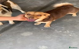 Mixed Breed dogs for adoption: Myrtle, 2-3 years old. Reserved stc. in Brixham - Image 1