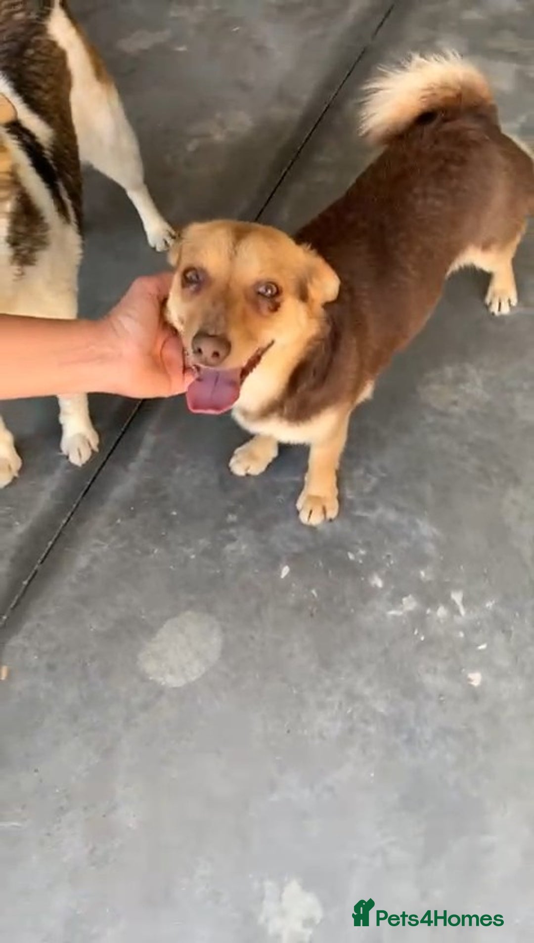 Mixed Breed dogs for adoption: Myrtle, 2-3 years old. Reserved stc. in Brixham - Image 1