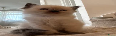 Ragdoll 2