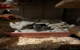 Degus rodents for sale: 2 male degus  - Image 1