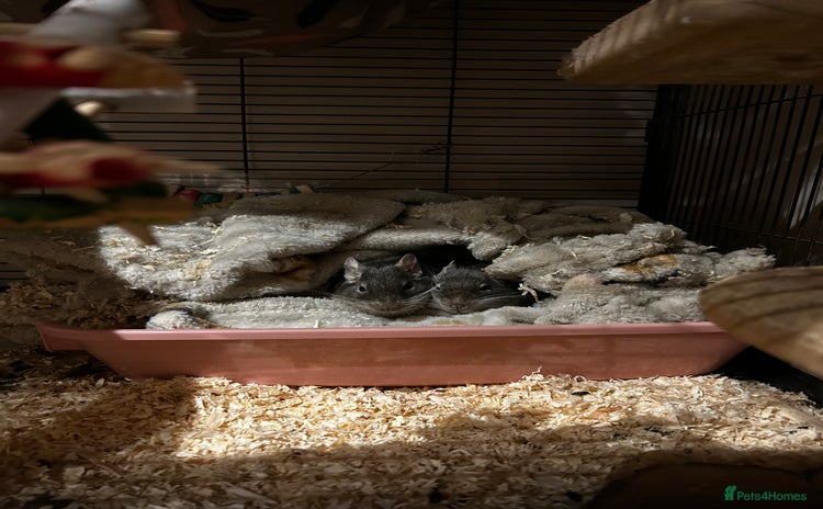 Degus rodents - Advert 1