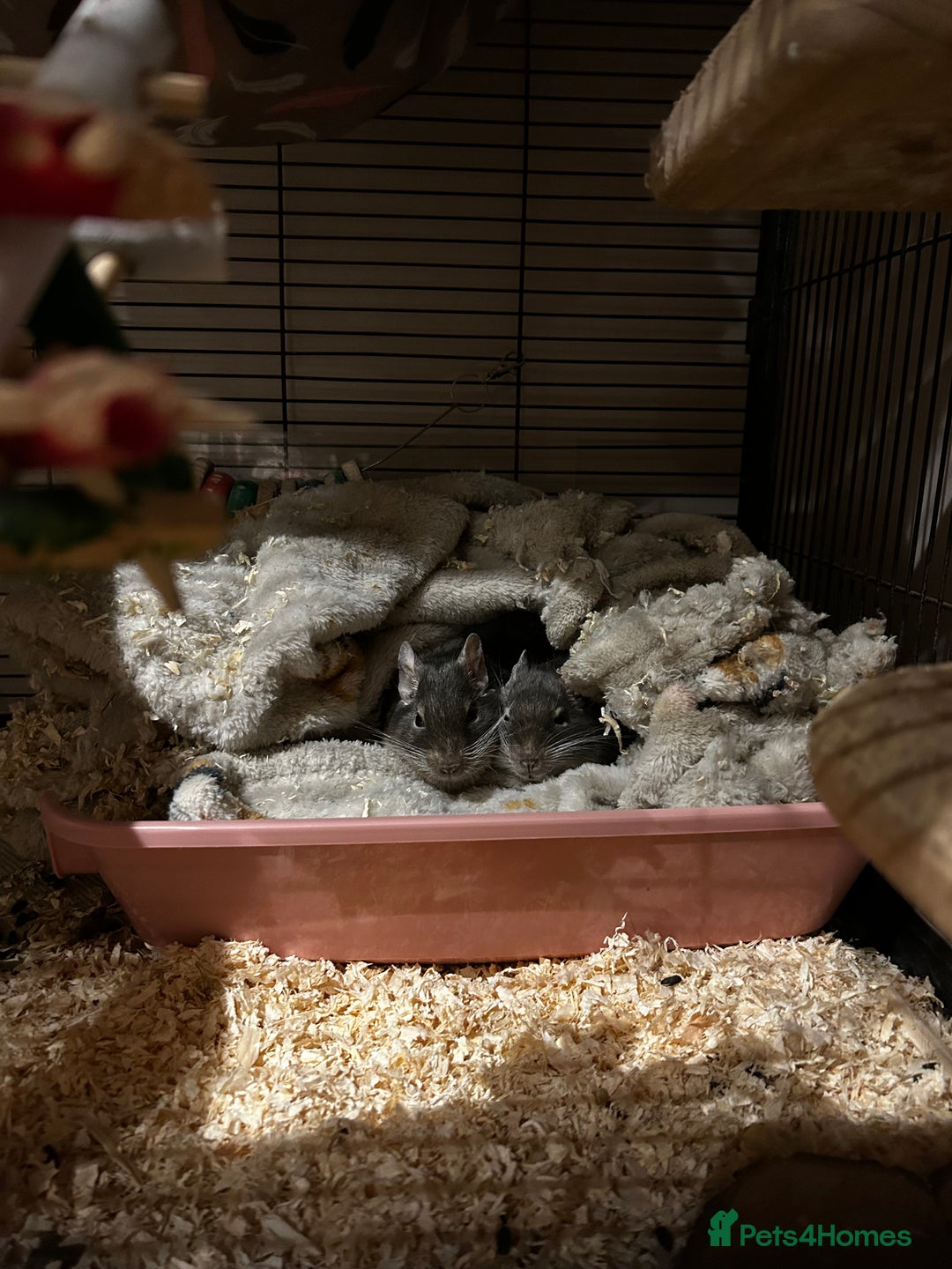 Degus rodents for sale: 2 male degus  - Image 1