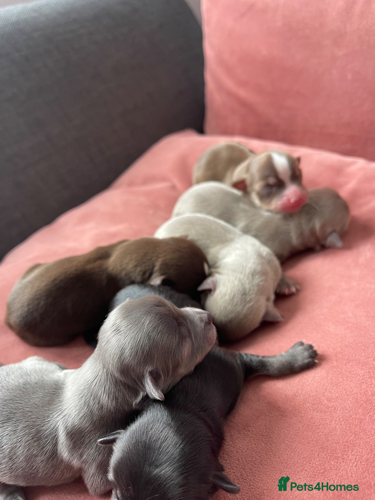 Chihuahua dogs Chihuahua puppies  - Advert 9