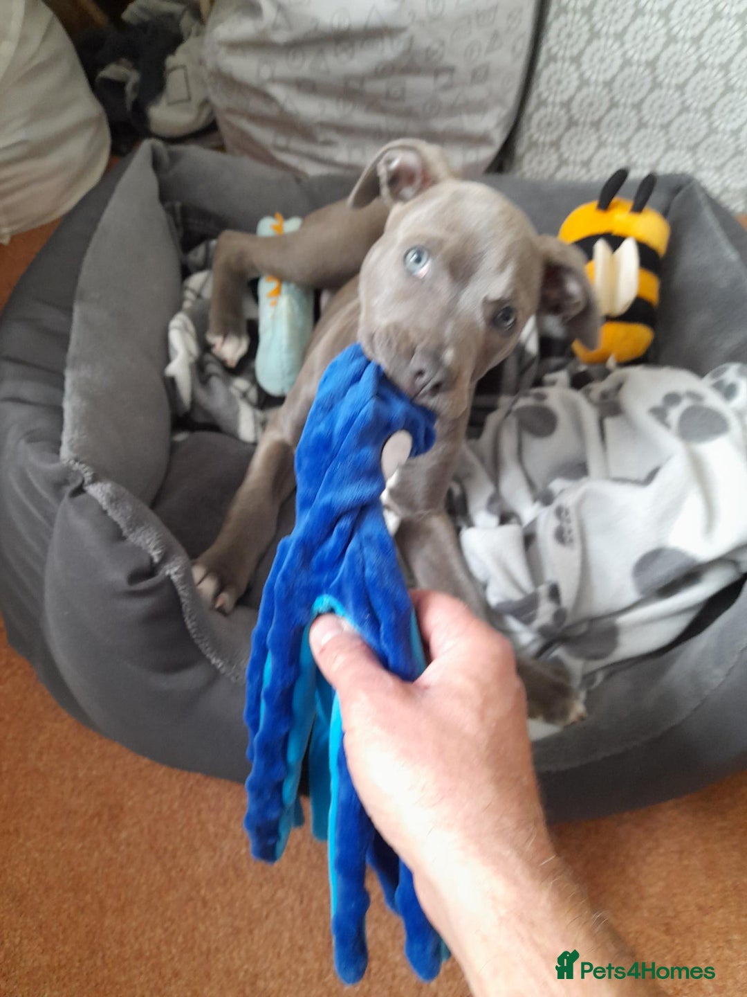 Mixed Breed dogs for sale: Blue Staffy Cross - Image 3
