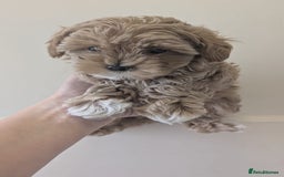 Maltipoo dogs for sale: Petite Maltipoos fully genetic health tested  - Image 11