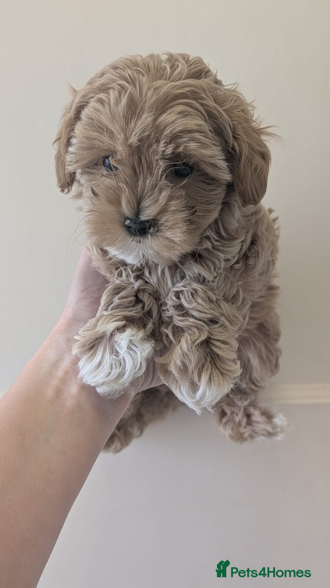 Maltipoo dogs for sale: Petite Maltipoos fully genetic health tested  - Image 11