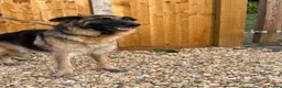 Mixed Breed dogs for sale: Friendly puppies for sale  in Southampton - Advert 1