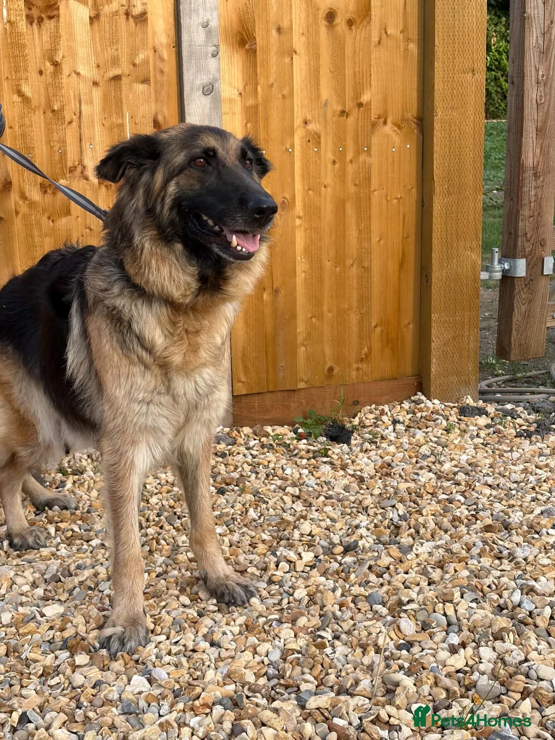 Mixed Breed dogs for sale: Friendly puppies for sale  in Southampton - Advert 1