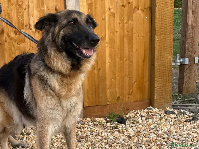 Mixed Breed dogs for sale: Friendly puppies for sale - Advert 8