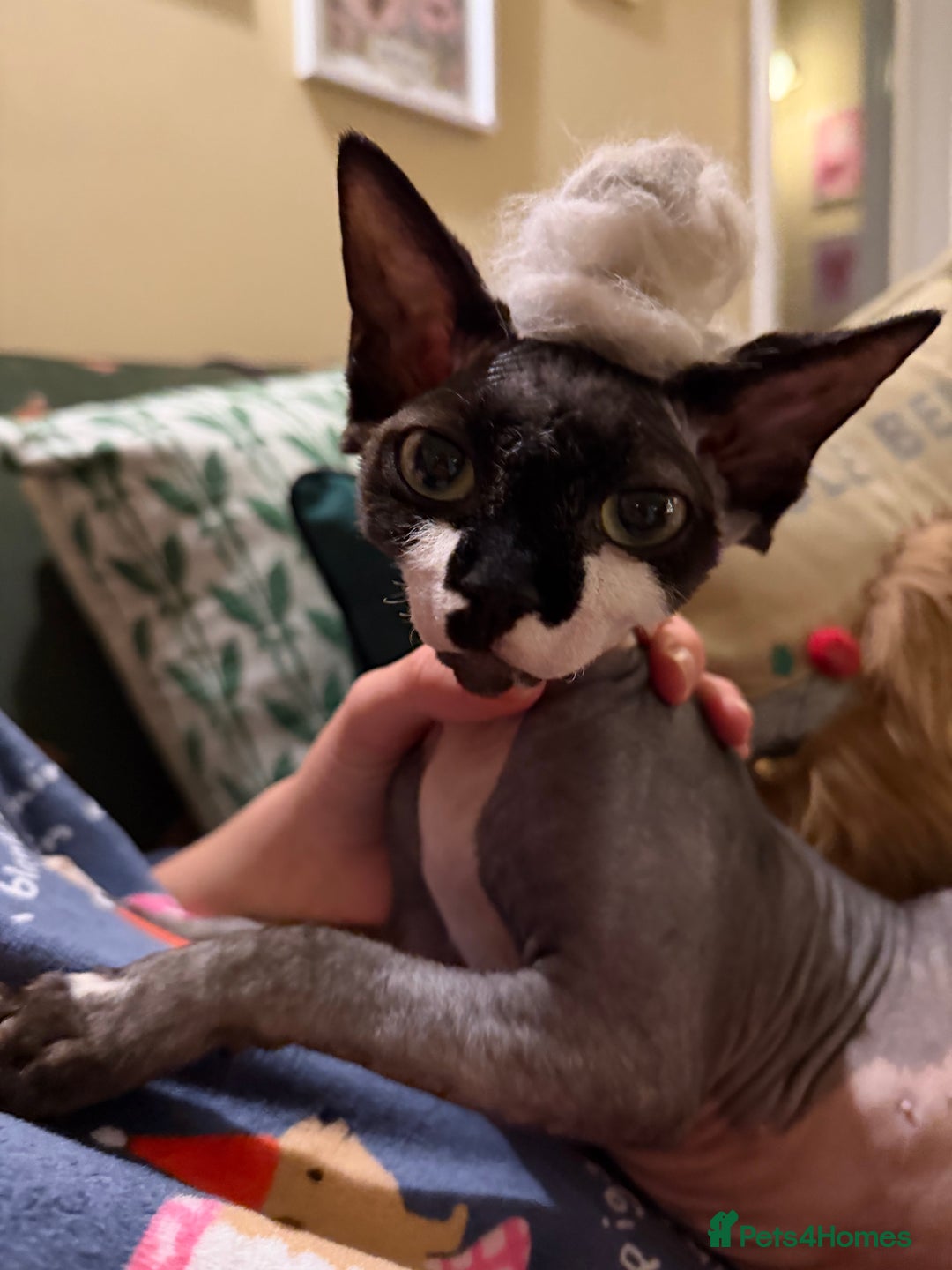 Sphynx cats for sale: Female Sphynx Kitten - Advert 1
