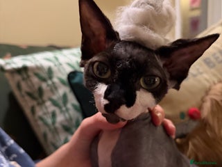 Sphynx cats Female Sphynx Kitten - Advert 2