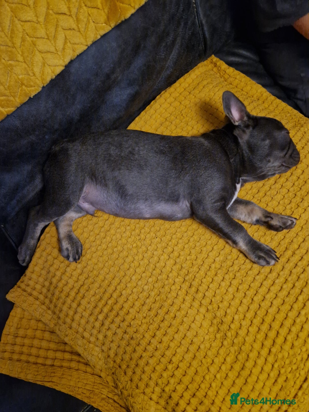 French Bulldog dogs for sale: French Bulldog puppies (1 lilac and tan left) - Image 12