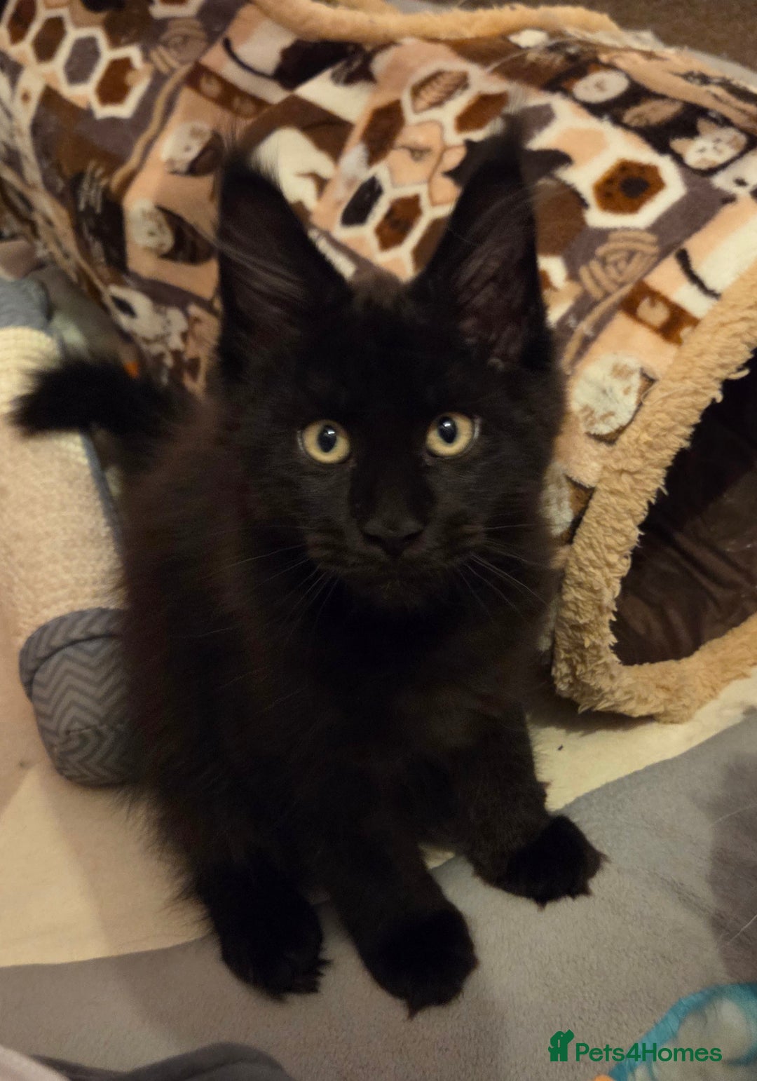 Maine Coon cats for sale: TICA reg Maine coon kittens - Image 4