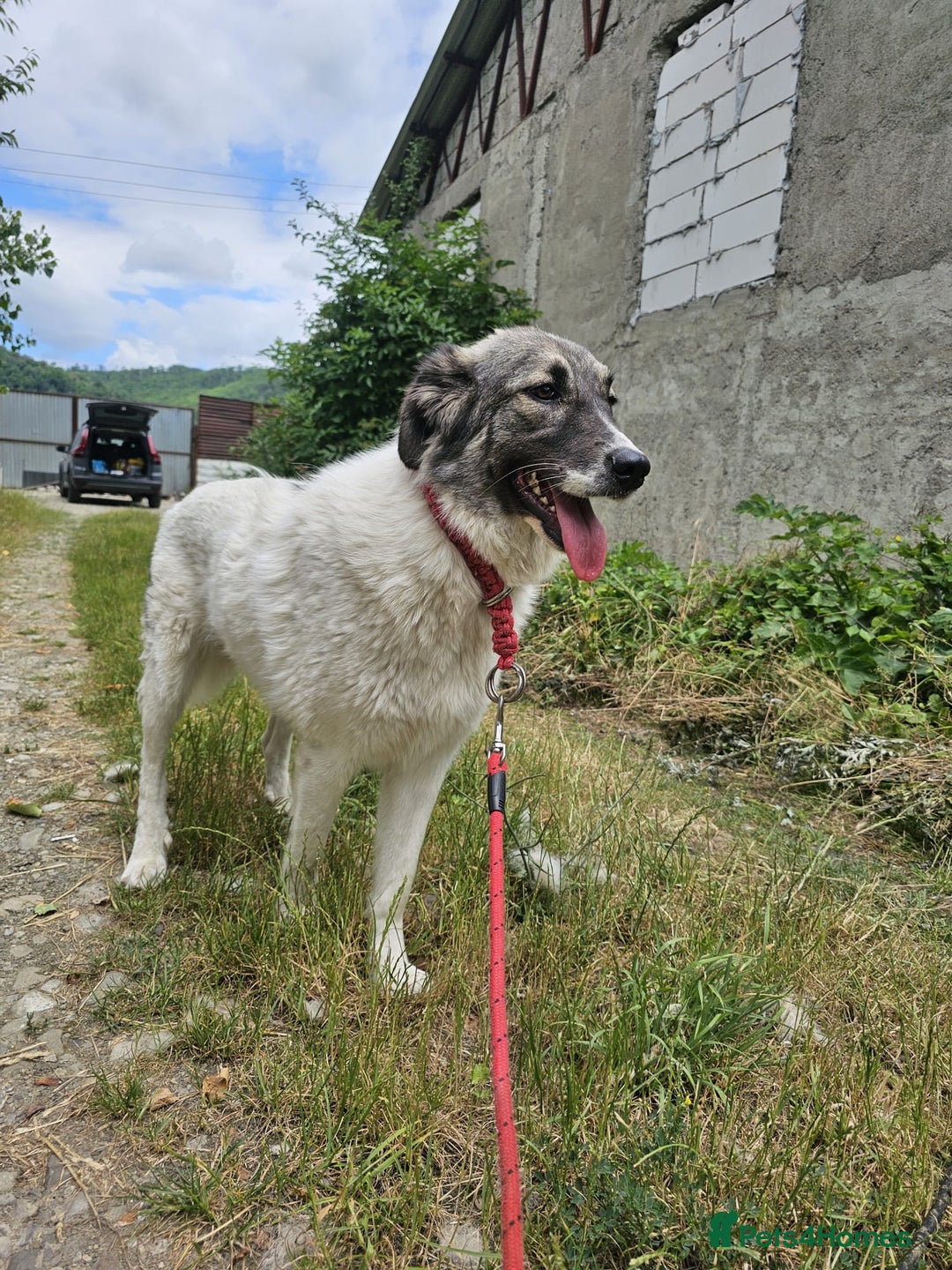 Mixed Breed dogs for adoption: Beautiful and Gentle HEIDI - for a Loving Home - Image 21