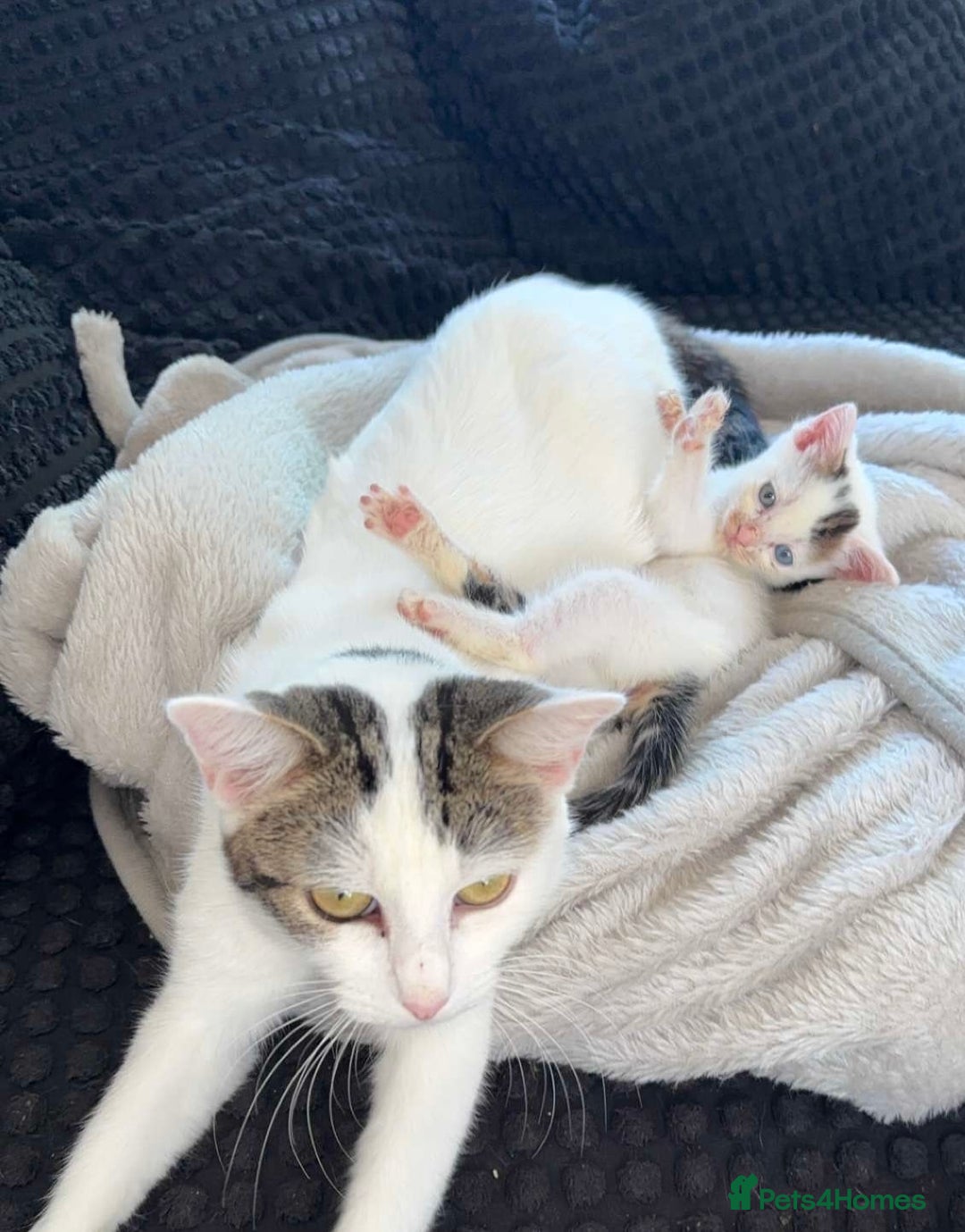 Mixed Breed cats for sale: 2 female kittens for sale  - Image 6