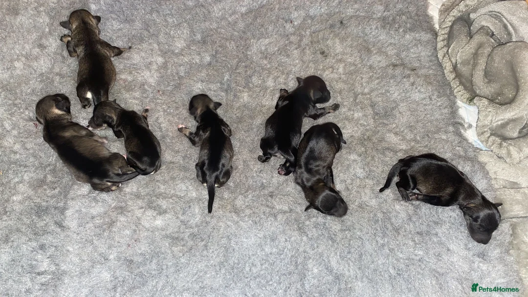 Miniature Schnauzer dogs for stud: PROVEN KC Miniature schnauzer stud  in Edinburgh - Advert 9