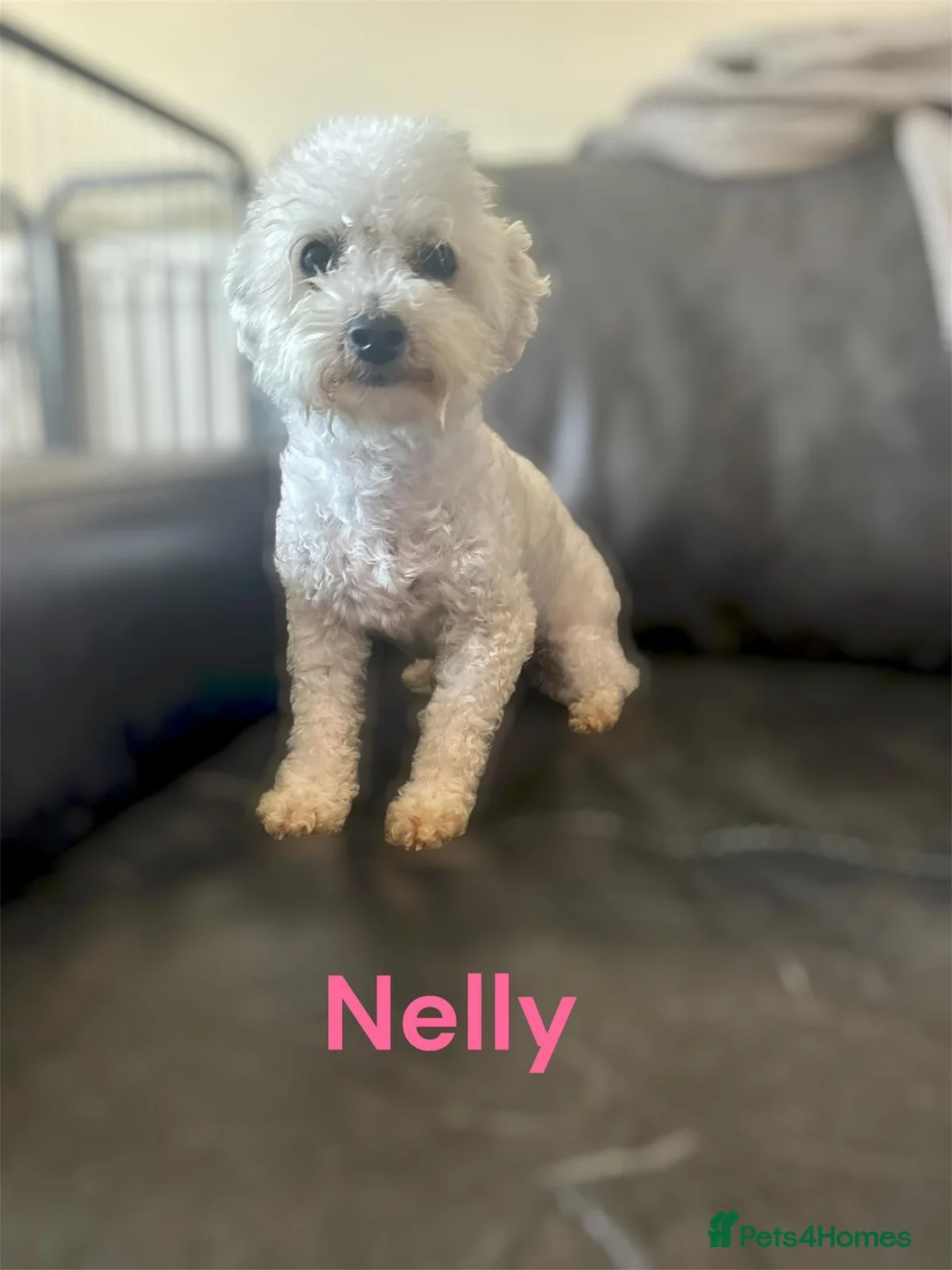 Bichon Frise dogs for sale: Bichon Frise adult 5yrs kc reg x2 - Advert 2