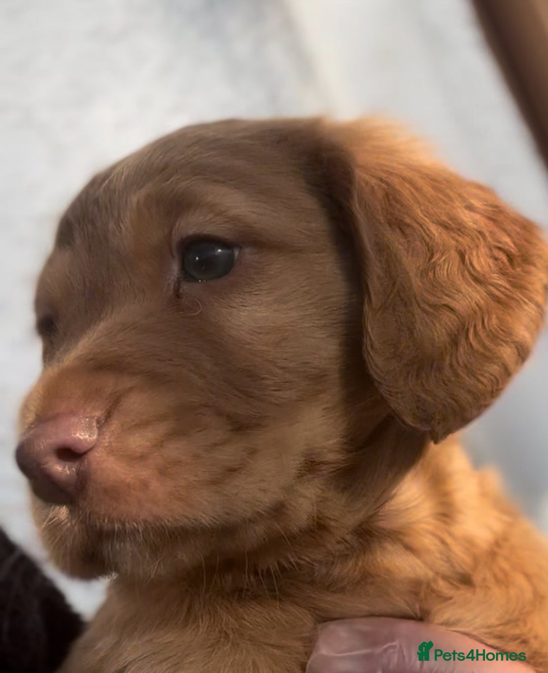 Mixed Breed dogs for sale: ‘CockerDoodles’ health-checked healthy chunky pups - Advert 1