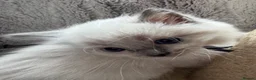 Ragdoll cats for sale: ❤️ Exceptional Lilac & Seal Point Ragdoll Kittens - Advert 5