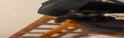 Mixed Breed cats for sale: Black 10 week old kitten in Hayle - Advert 8