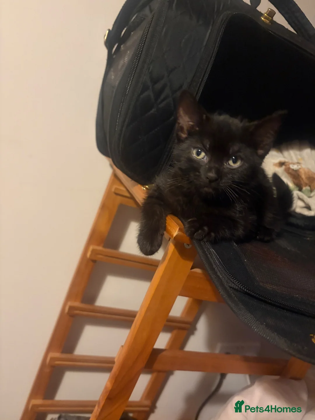 Mixed Breed cats for sale: Black 10 week old kitten in Hayle - Advert 8