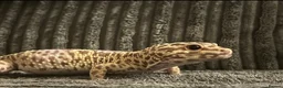 Leopard Gecko reptiles for sale: Leopard Gecko - Albie in Bristol - Advert 2