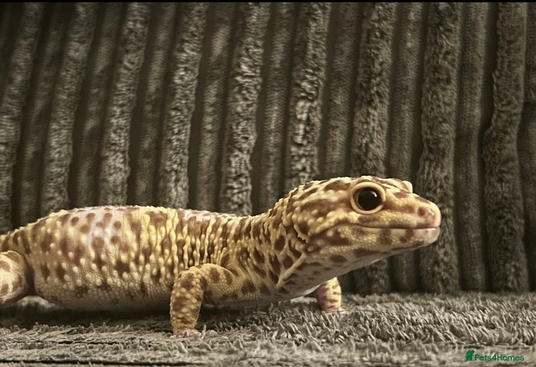 Leopard Gecko reptiles for sale: Leopard Gecko - Albie in Bristol - Advert 2