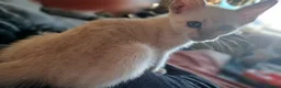 Bengal cats for sale: Blue eyes Snow bengal lynx kittens  - Advert 14