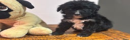 Bernedoodle dogs for sale: F1 BERNADOODLE BOYS AND GIRLS - Advert 21