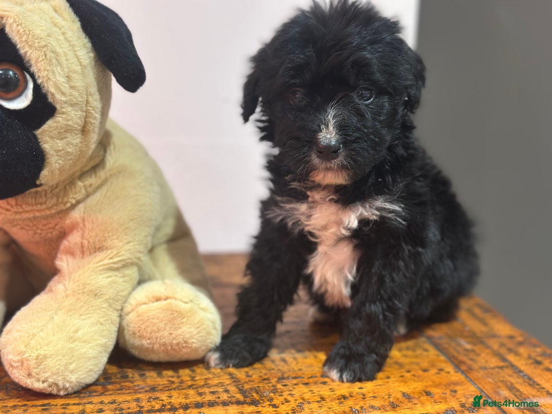 Bernedoodle dogs for sale: F1 BERNADOODLE BOYS AND GIRLS - Advert 21