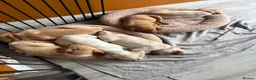 Labrador Retriever dogs for sale: Fox Red & Light Labrador Puppies- Ready June 2026 - Advert 12