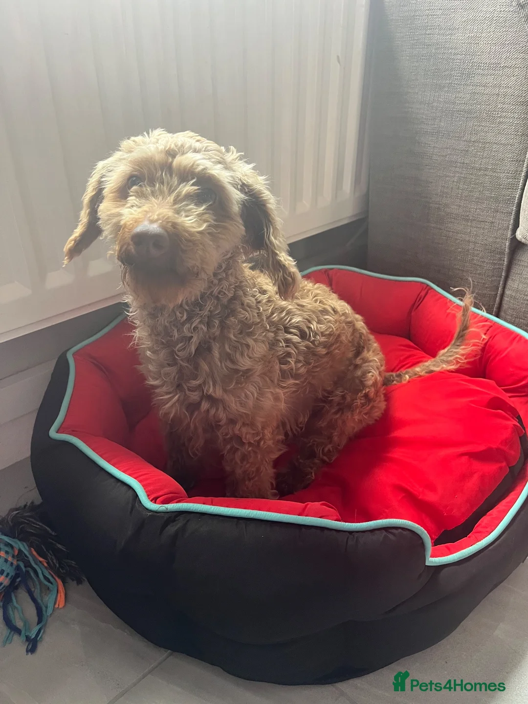 Toy Poodle dogs for sale: Chocolate phantom Toy poodle girl 3 year old  - Advert 14