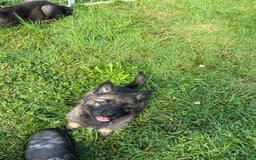 German Shepherd dogs for sale: German Shepherd Pups  - Image 7