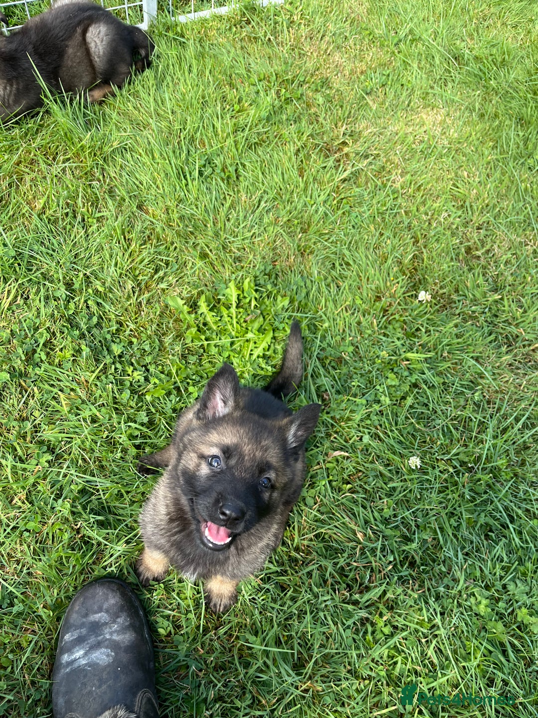 German Shepherd dogs for sale: German Shepherd Pups  - Image 7