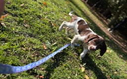 English Springer Spaniel dogs for sale: Springer spaniel pup  - Image 3